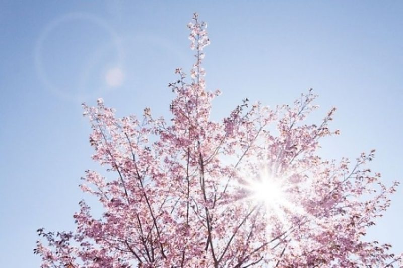 Cherry Blossom trees will create a permanent memorial